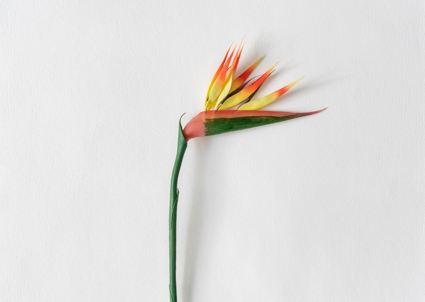 Bird of paradise flower on white light paper card